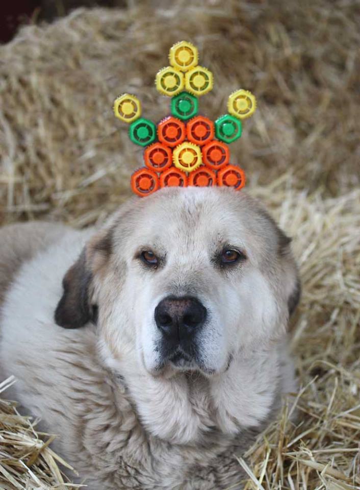 Reina con una corona de TaponLadrillo